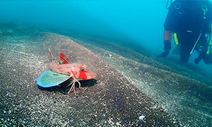 だいびんぐしょっぷ海家 魚